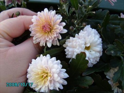 PICT17102008 (11).JPG