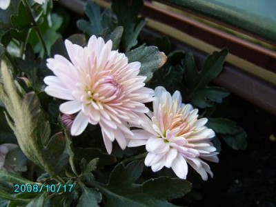 PICT17102008 (12).JPG