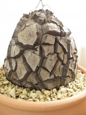 Dioscorea_Elephantipes.jpg