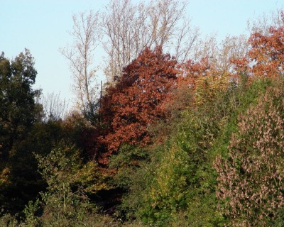 Herbstwald w.jpg
