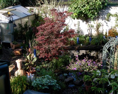 Cornus-Herbstkleid w.jpg