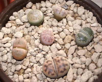 IMGP3075g.jpg