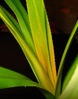 pandanus.jpg