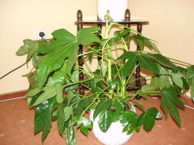 5 Finger Palme 1.jpg