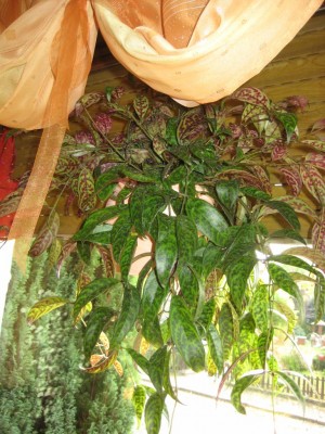 Aeschynanthus longicaulis .jpg