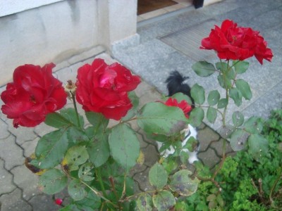 Rosen v.d. Haustüre.jpg