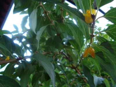 Forsythienblüte im Oktober.jpg