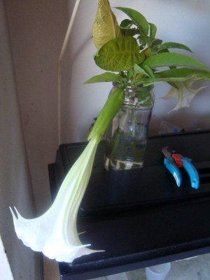 ET beim Bewurzeln.jpg