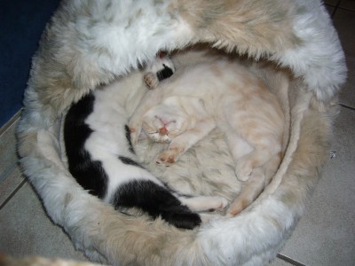 Katzen 049.jpg