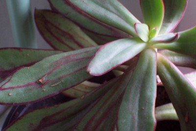 100_3427.JPG