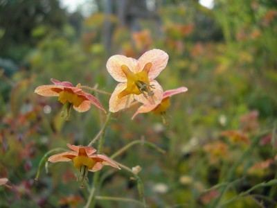 elfenblume.jpg