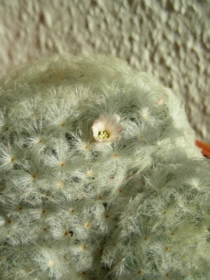 mammillaria_plumosa_bluete.jpg