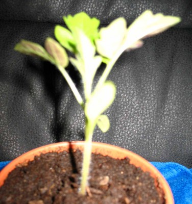 IMG_3056_neu.jpg