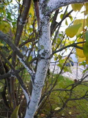 081019_003s.JPG