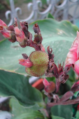 Canna Samen.jpg