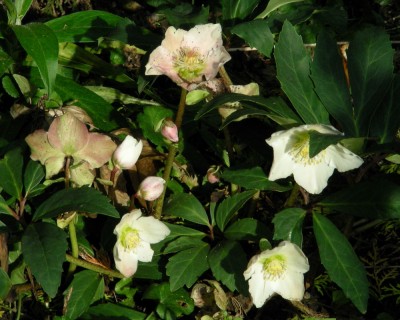 H. niger im Oktober w.jpg