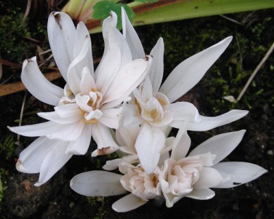 C. albaplenum 2 w.jpg