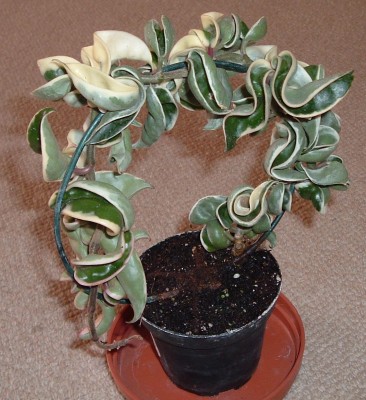HoyaCarnosacompacta.JPG