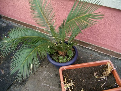 RIMG0039.JPG