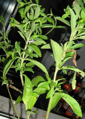 Stevia.jpg