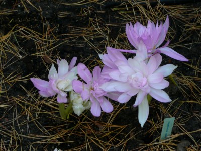 2008-10-20 014klein.jpg