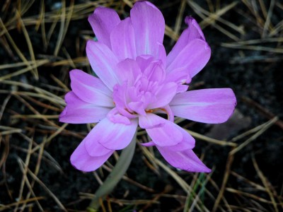 2008-10-18 205klein.jpg