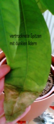 4_Vertrocknetespitzen.jpg