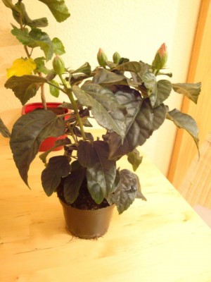DSC00968.JPG