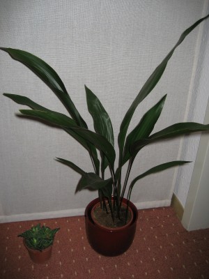 schusterpalme.JPG
