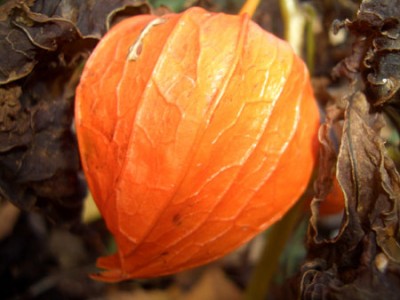 22_herbst_phys.jpg