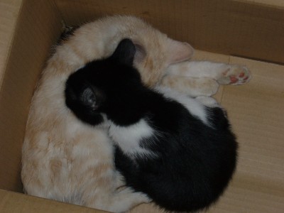 Katzen 058.jpg