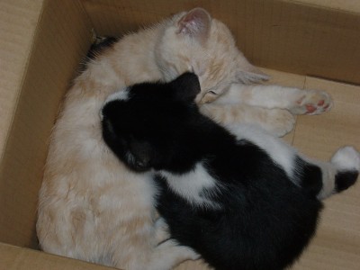 Katzen 057.jpg