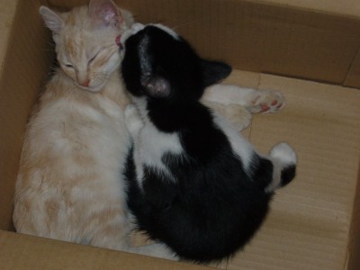 Katzen 056.jpg
