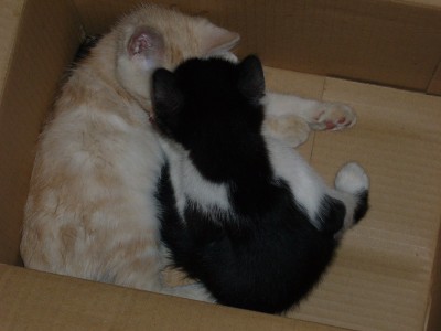 Katzen 055.jpg