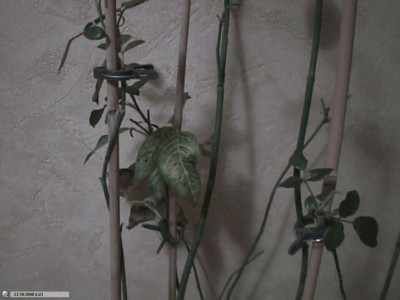 Picture 92.jpg
