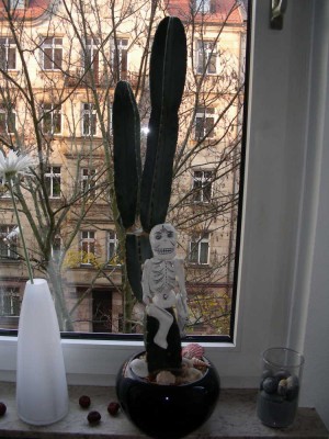 Cereus_peruvianus_halloween.jpg