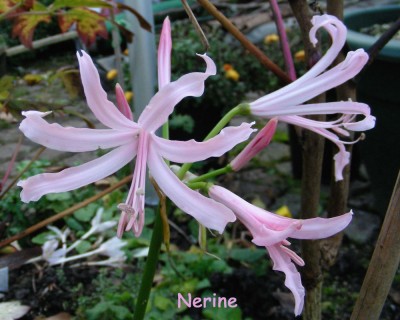 Nerine w.jpg