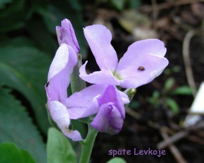 späte Levkoje w.jpg