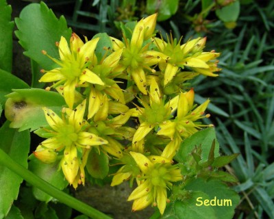 Sedum w.jpg