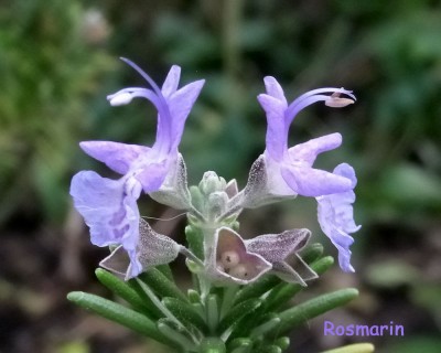 Rosmarin w.jpg