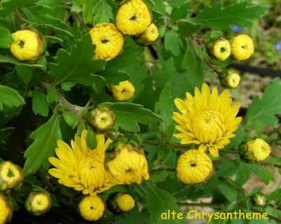 alte Chrysantheme w.jpg