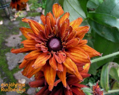 1jährige Rudbeckia w.jpg