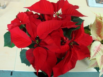 DSC01014.JPG
