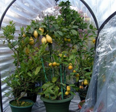 Zitrusquartier  w.jpg