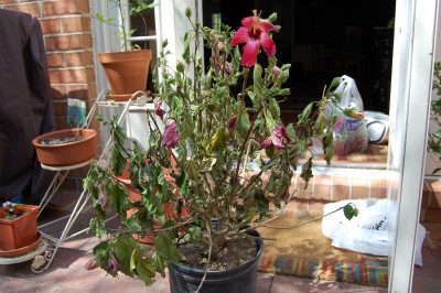 Froggy 012.jpg