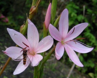 rosa Spaltgriffel w.jpg