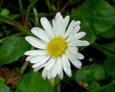 Gänseblümchen w.jpg