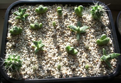 2.Feb.2008.jpg