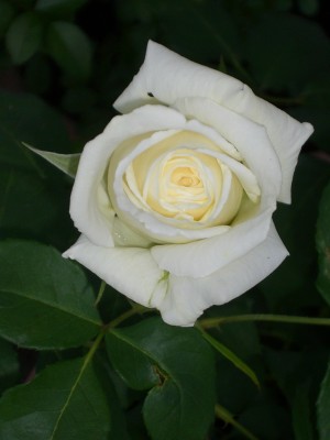 Rosen 004.jpg