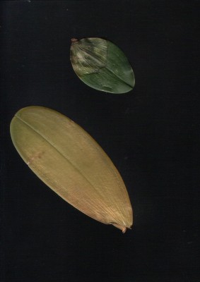 Blatt.jpg